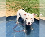 Small #2 American Pit Bull Terrier