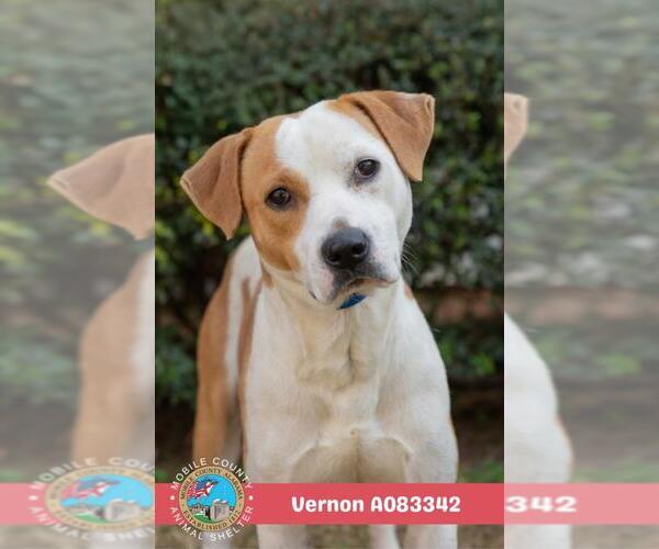 Medium Photo #2 Staffordshire Bull Terrier-Unknown Mix Puppy For Sale in Mobile, AL, USA