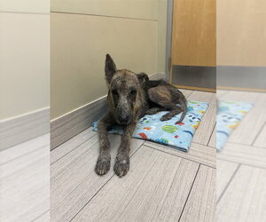 German Shepherd Dog-Unknown Mix Dogs for adoption in Corpus Christi, TX, USA