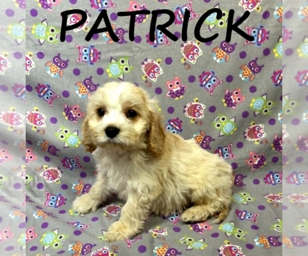 Medium Photo #1 Cockapoo (Miniature) Puppy For Sale in HARTLAND, MN, USA