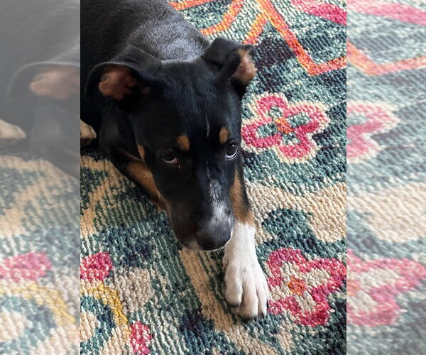 Medium Photo #2 Mutt Puppy For Sale in garner, NC, USA