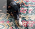 Small #1 Mutt