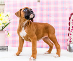 Small Photo #63 Boxer Puppy For Sale in WAKARUSA, IN, USA