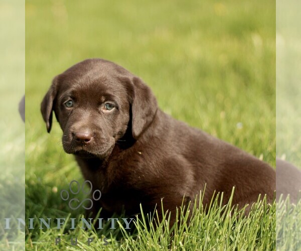 Medium Photo #4 Labrador Retriever Puppy For Sale in COATESVILLE, PA, USA