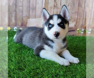Siberian Husky Puppy for sale in ARTHUR, IL, USA