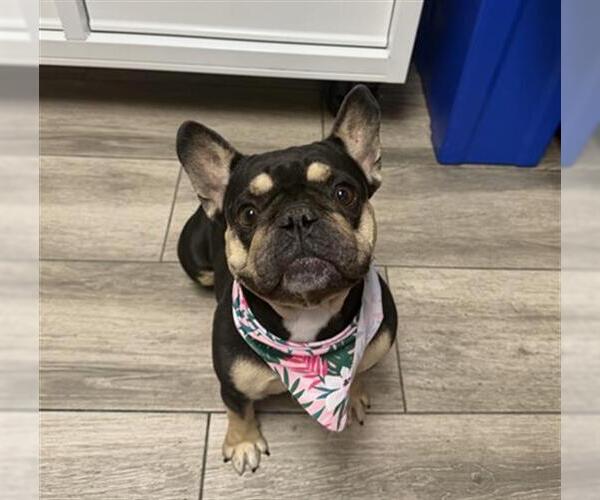 Medium Photo #1 French Bulldog Puppy For Sale in Redlands, CA, USA