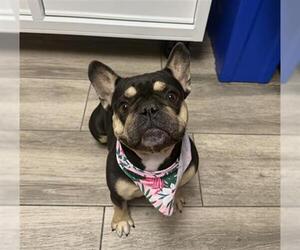 French Bulldog Dogs for adoption in Redlands, CA, USA