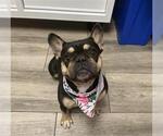 DAISY- PENDING ADOPTION - Female French Bulldog Dog for Adoption - Small photo