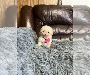 Poodle (Toy) Puppy for sale in JEFFERSONVILLE, IN, USA