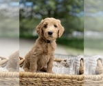 Small Photo #11 Goldendoodle Puppy For Sale in SAN ANTONIO, TX, USA