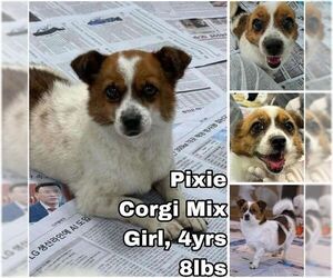 Pembroke Welsh Corgi-Unknown Mix Dogs for adoption in Seattle, WA, USA