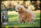 Small Photo #70 Poodle (Miniature) Puppy For Sale in COPPOCK, IA, USA