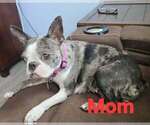 Small Photo #1 Boston Terrier Puppy For Sale in SANFORD, NC, USA