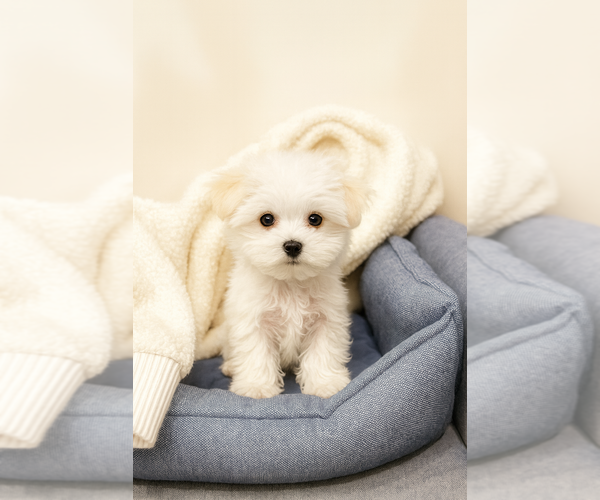 Medium Photo #1 Maltese Puppy For Sale in BLOOMINGTON, IN, USA