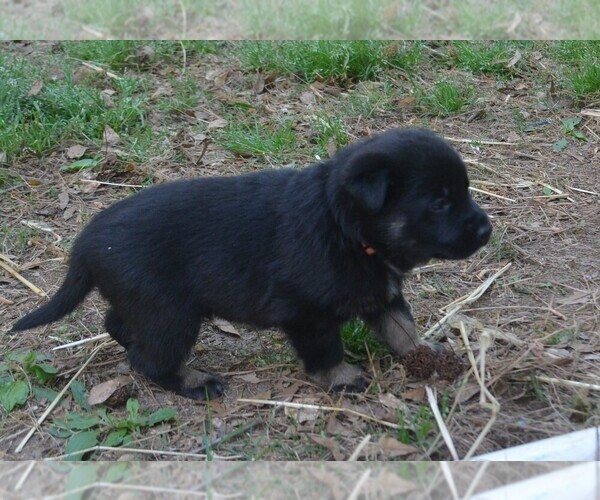 Medium Photo #3 German Shepherd Dog Puppy For Sale in POWDER SPRINGS, GA, USA