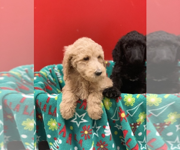 Medium Photo #11 Poodle (Standard) Puppy For Sale in WILSONVILLE, OR, USA