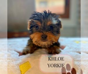 Yorkshire Terrier Puppy for Sale in ELMHURST, Illinois USA