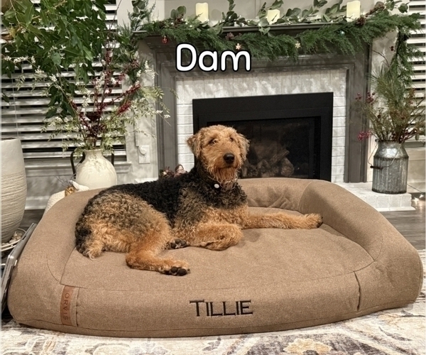 Medium Photo #1 Airedale Terrier Puppy For Sale in HACKETTSTOWN, NJ, USA