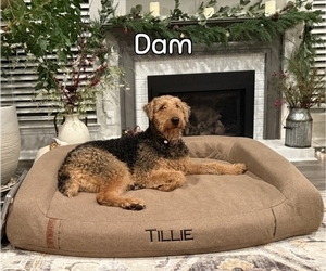 Mother of the Airedale Terrier puppies born on 05/14/2025