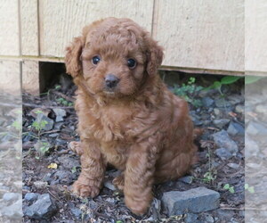 Poodle (Miniature)-Poodle (Toy) Mix Puppy for sale in EPHRATA, PA, USA