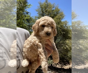 Goldendoodle-Poodle (Miniature) Mix Puppy for sale in SAN JOSE, CA, USA