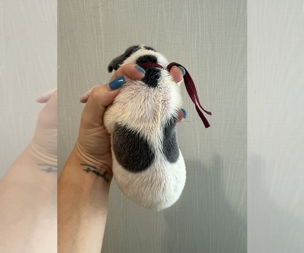 Medium Photo #29 Great Dane Puppy For Sale in HALLETTSVILLE, TX, USA