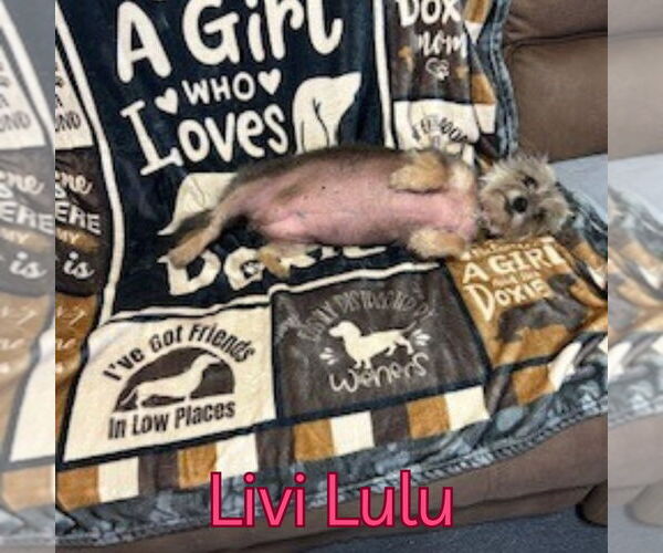 Medium Photo #8 Mutt Puppy For Sale in San Antonio, TX, USA