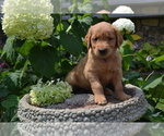 Small Photo #18 Golden Retriever Puppy For Sale in GREENWOOD, WI, USA