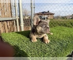 Small #19 French Bulldog