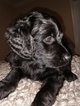 Small Photo #3 Goldendoodle Puppy For Sale in LUCAMA, NC, USA