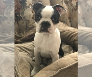 Boston Terrier Dog for Adoption in INVERNESS, Florida USA