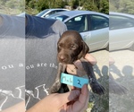 Small Photo #6 German Shorthaired Pointer Puppy For Sale in BATESVILLE, IN, USA