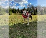 Small #7 American Pit Bull Terrier Mix