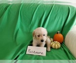 Small Photo #14 Golden Retriever Puppy For Sale in NORTH UNION, PA, USA