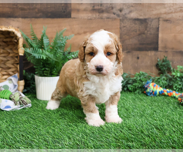 Medium Photo #1 Goldendoodle mix (+ Poodle Miniature) Puppy For Sale in SYRACUSE, IN, USA