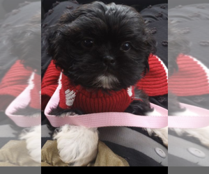 Shih Tzu Dog for Adoption in MBORO, Tennessee USA