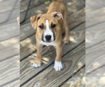 Small #1 Boxer Mix