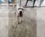 Small Mutt