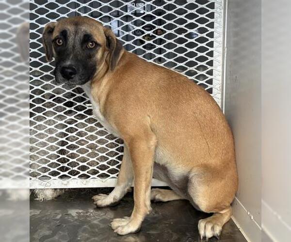 Medium Photo #1 Mutt Puppy For Sale in Bakersfield, CA, USA