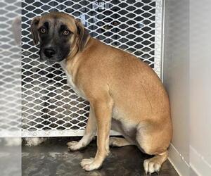 Mutt Dogs for adoption in Bakersfield, CA, USA
