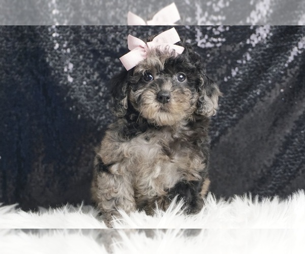 Medium Photo #1 Poodle (Toy) Puppy For Sale in WARSAW, IN, USA