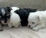 Small Morkie