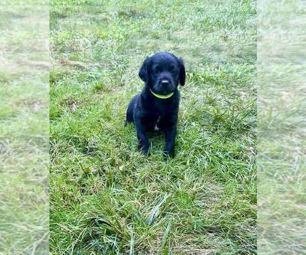 Medium Photo #28 Aussiedoodle-Labradoodle Mix Puppy For Sale in BRYANTOWN, MD, USA