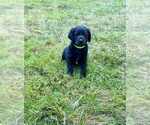 Small #6 Aussiedoodle-Labradoodle Mix