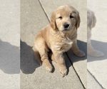 Small Photo #6 Golden Retriever Puppy For Sale in ADDISON, IL, USA