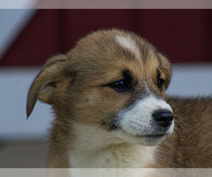 Pembroke Welsh Corgi Puppy for sale in LIBERTY, KY, USA