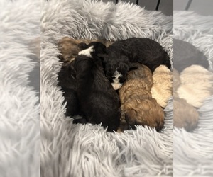 Maltipoo Puppy for sale in MARICOPA, AZ, USA