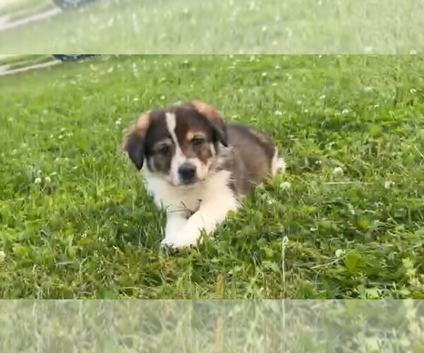 Medium Photo #1 Colonial Cocker Spaniel-Saint Bernard Mix Puppy For Sale in Aurora, IN, USA