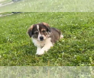 Colonial Cocker Spaniel-Saint Bernard Mix Dogs for adoption in Aurora, IN, USA