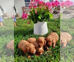 Cavapoo Puppy for Sale in SHIPSHEWANA, Indiana USA
